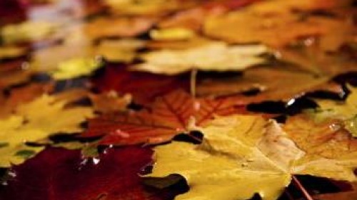 fall leaves of red, orange and yellow