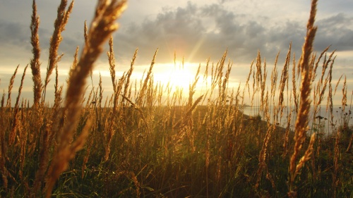 Sunrays coming through tall grass.