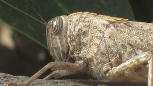 Upclose picture of a locust head.