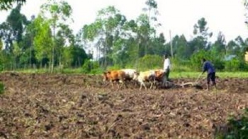 Plowing a field in Kenya