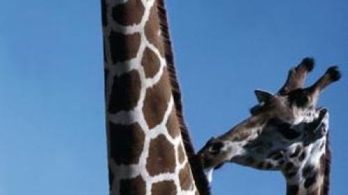 The Giraffe: A Creation Wonder