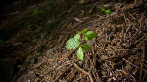 Small tree seedling growing on forest floor.