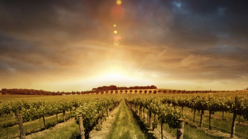 A sunrise over a vineyard.