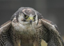 peregrine falcon