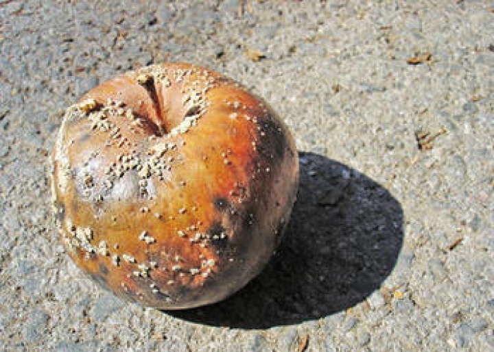 The Big Apple Rotten to the Core - Wikipedia