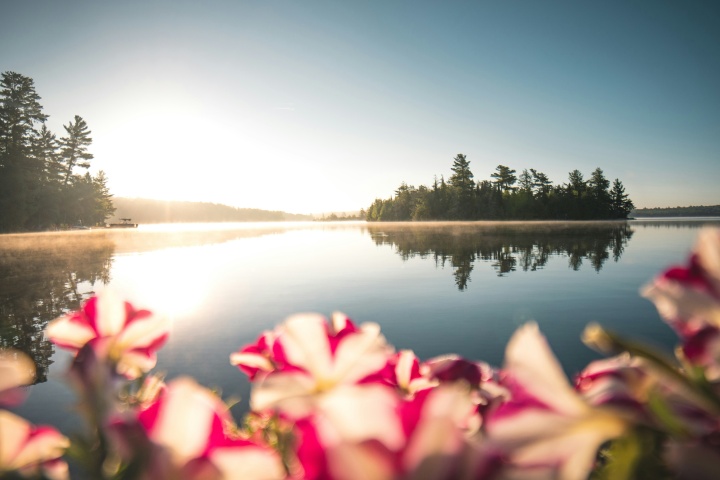 a body of water with pink flowers in the foreground and an island off in the distance