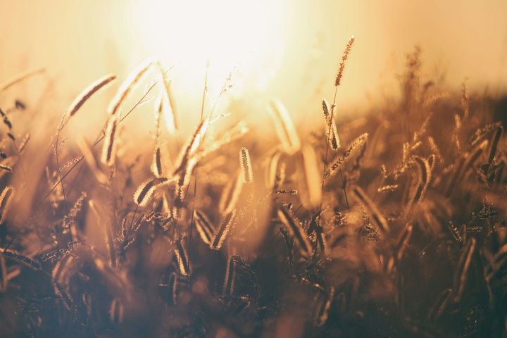 a field of golden grain