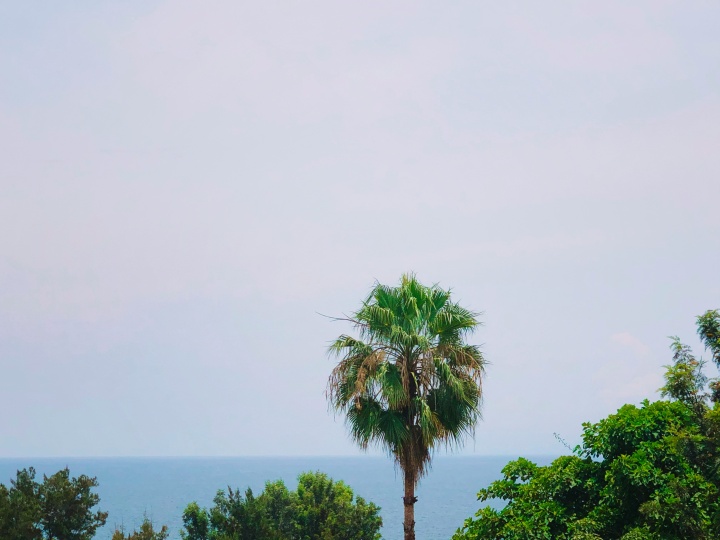 trees hanging over a small body of water