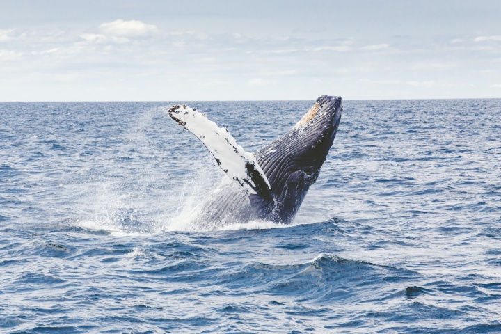 the head of a whale appearing out of the ocean