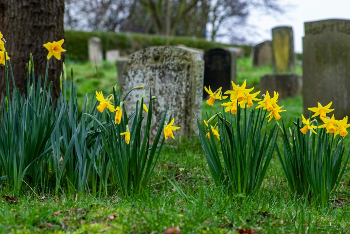 tombstones with daffodils in the foreground