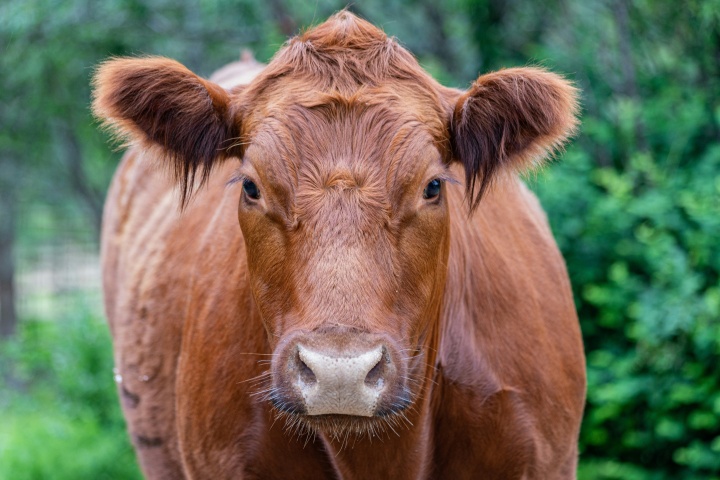 A red cow.