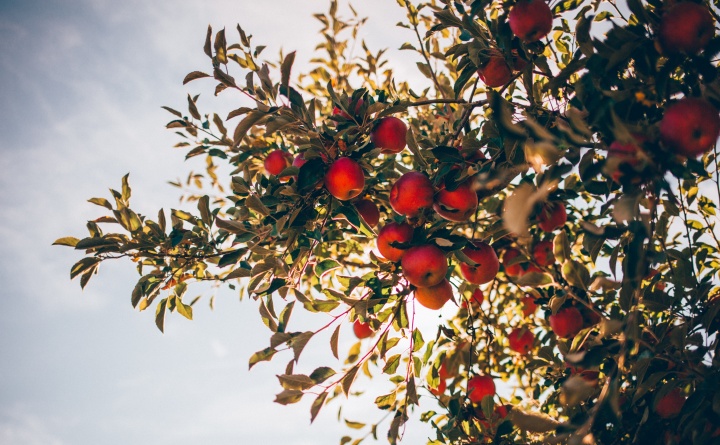 Looking up at apples on a tree.