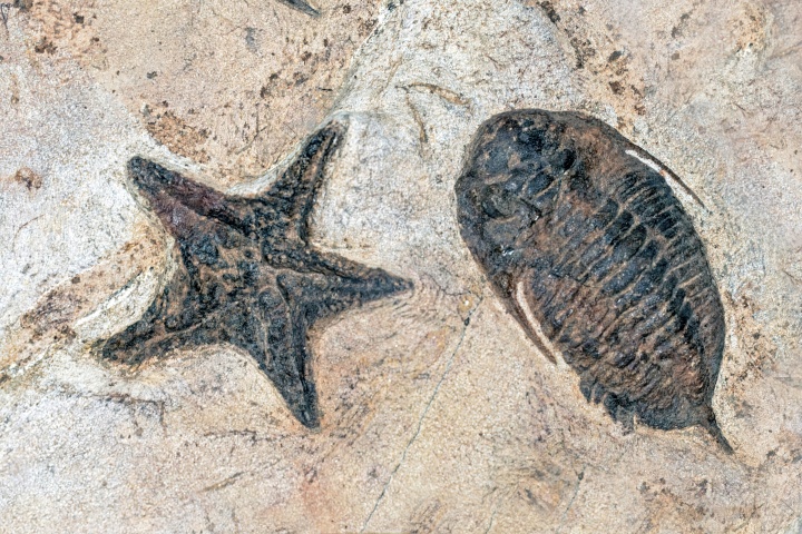 two fossils set in stone