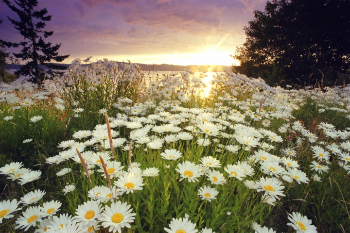 A field of daisy flowers in a field.