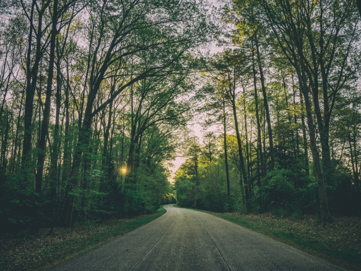 A gravel path through a forest.