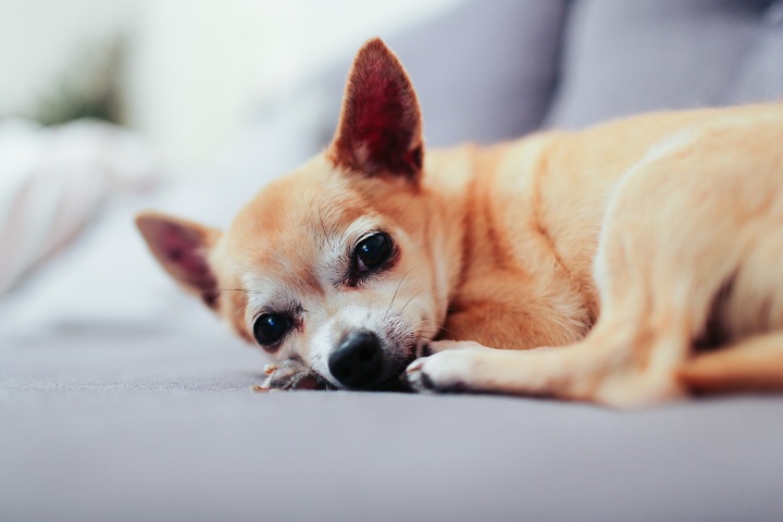 A Chihuahuas dog.
