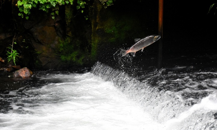Salmon swimming upstream. 