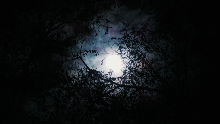 The light of moon through spooky tree branches.