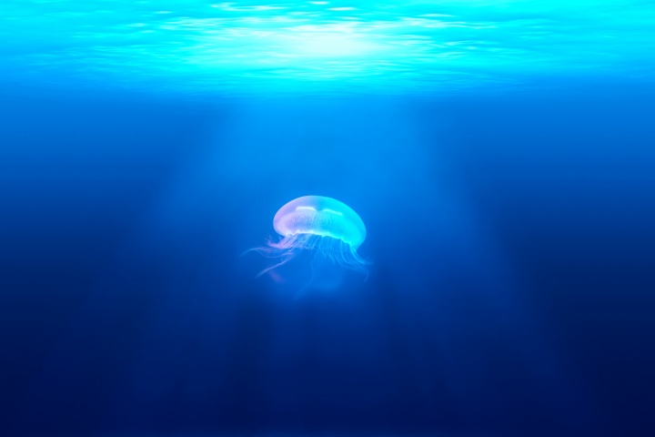 A large jellyfish swimming in the deep blue ocean.