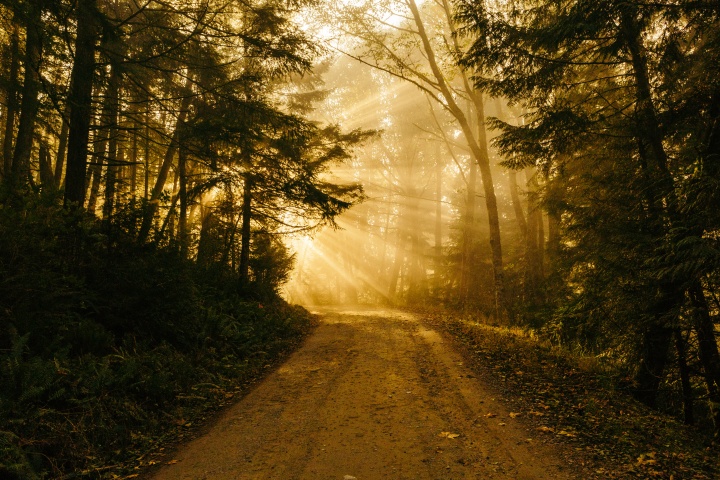 Sun rays coming through the trees where a gravel path is located.
