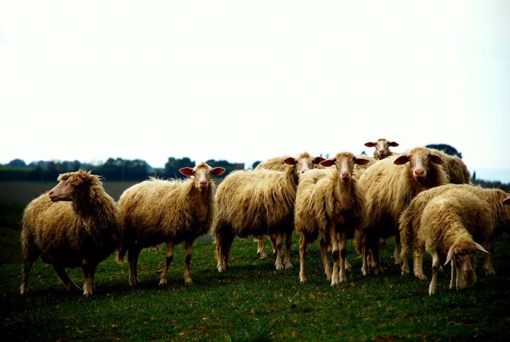 A herd of sheep.