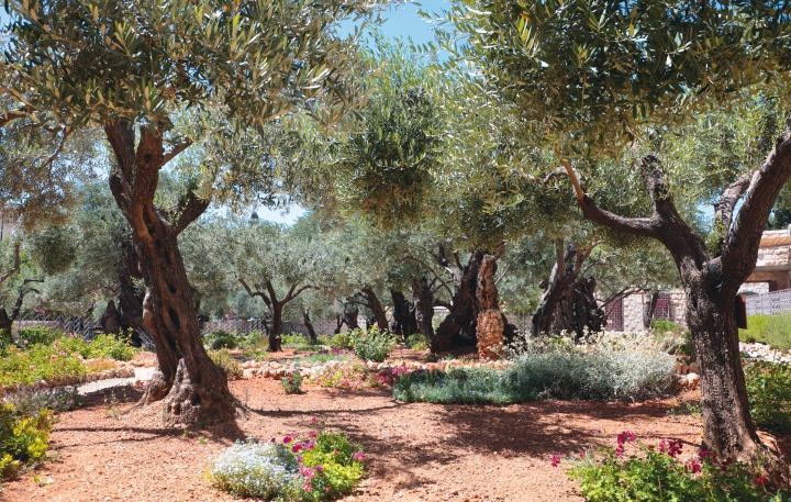 Garden of Gethsemane