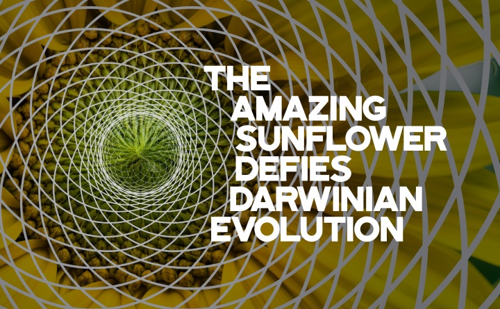 The Amazing Sunflower Defies Darwinian Evolution