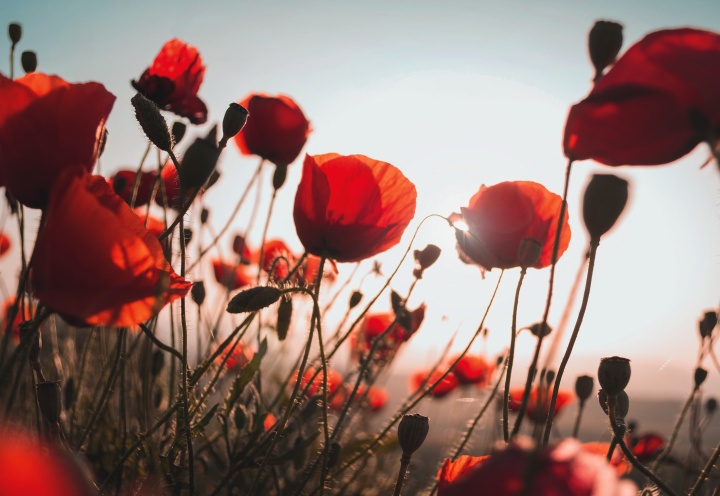 A field of Poppy flowers.