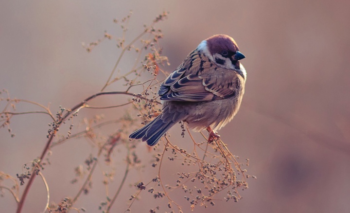 A small bird sitting on a twig of bush.