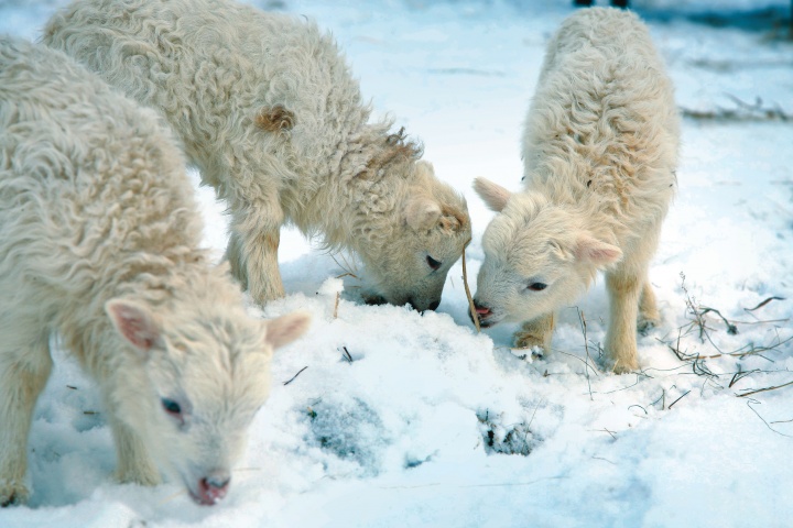 Sheep looking for food in the snow.