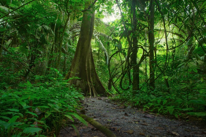 A path leading into a dense jungle of vegetation.