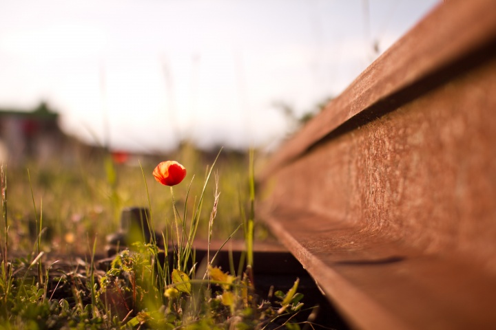 Photo of a small flower growing up next to old train tracks.