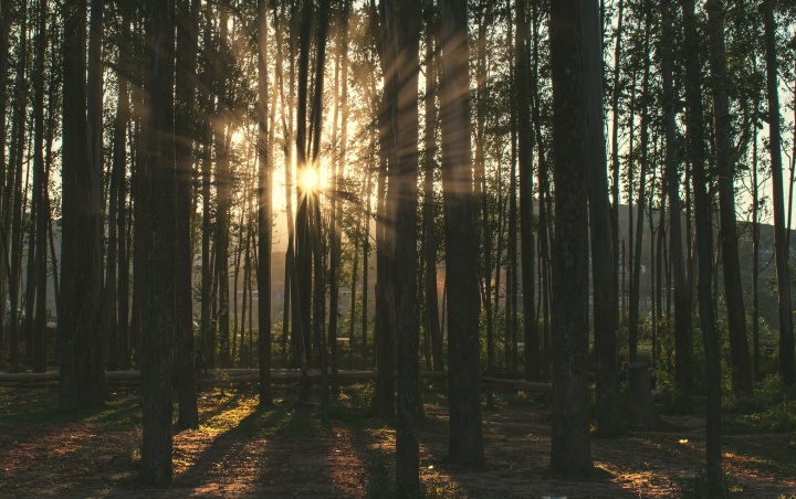 Sunlight coming through trees.