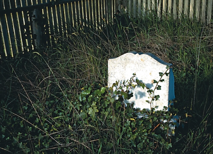 A tombstone covered with ivy.