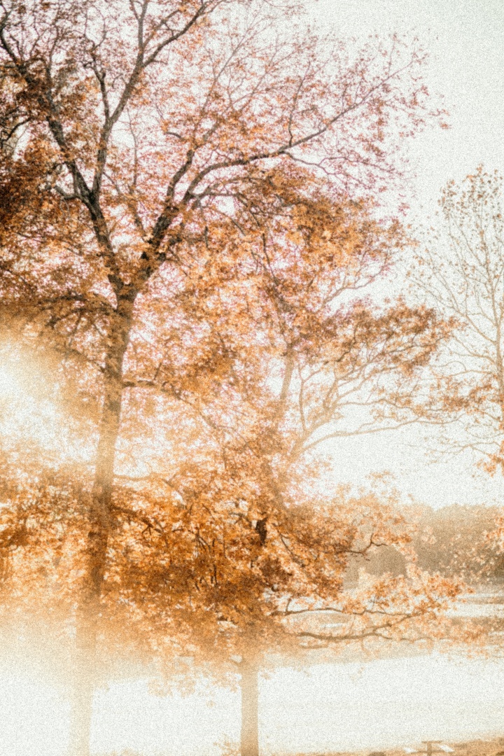 A golden tree in autumn backlit with the delicate sunlight of the morning