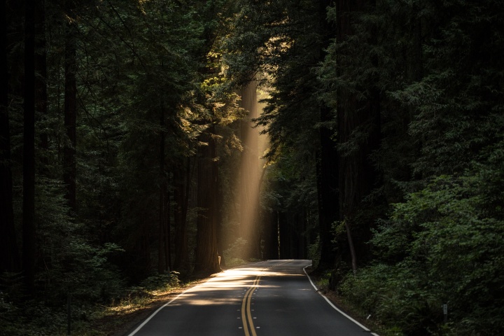 road under a canopy of trees with a beam of light shining down