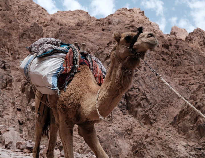 a camel carrying a load being led by a rope against a rocky background