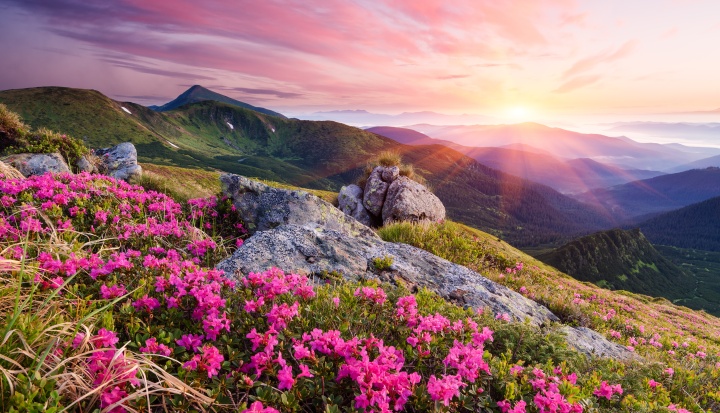 A sunrise over a high mountain field of grass and flowers.