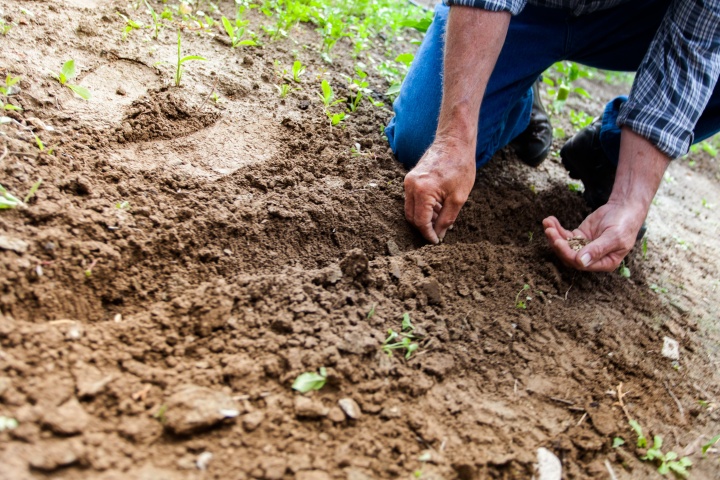 a man planting a seed in the ground