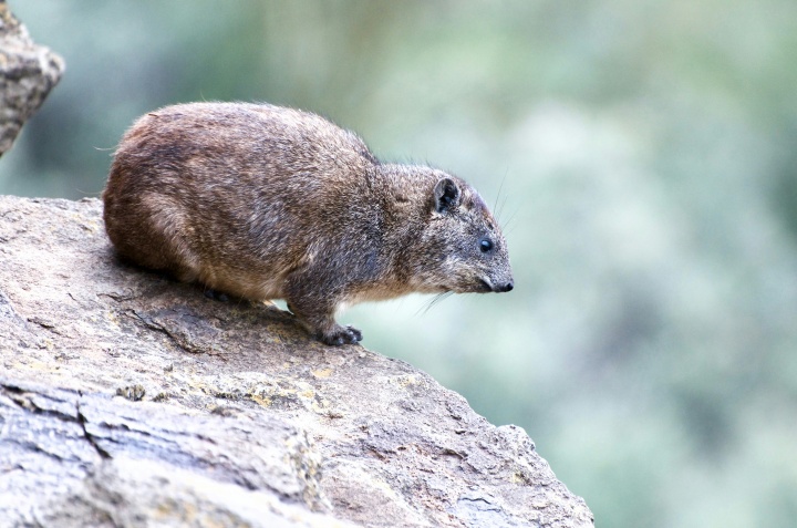 a small furry rock badger sitting on a rock