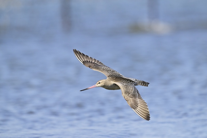 A young Bar-tailed Godwit flew day and night covering 8,425 miles over an 11-day period without taking a single break.