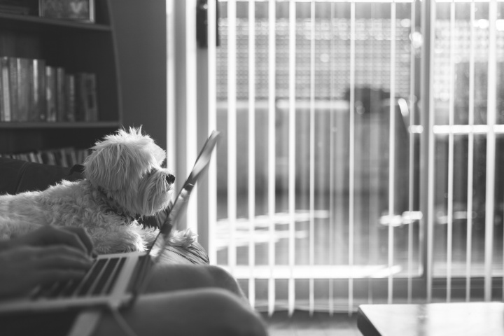 A person sitting on a couch with a laptop and dog.