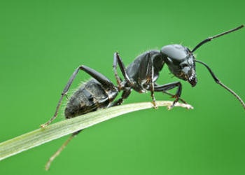 Upclose photo of an ant.