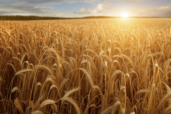 A field of wheat.