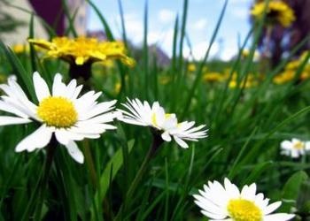 Close up of daisies in the grass - How World Peace Will Come