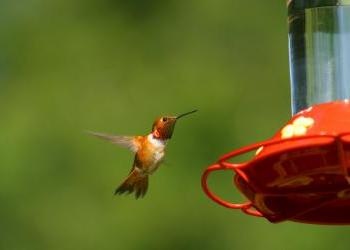 Hummingbird Feeder