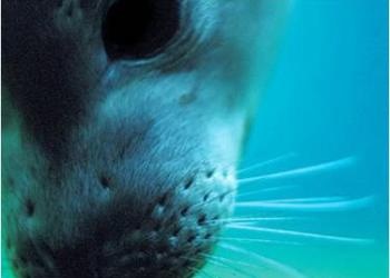 A Seal's Amazing Whiskers 