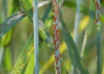 Rusty Wheat: New Fungus Threatens Crops