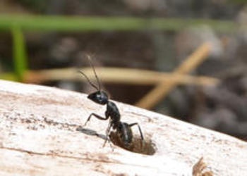 An ant coming out of a log hole