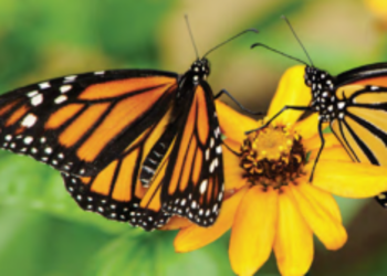 Spiritual Maturity: Are You Like a Butterfly?